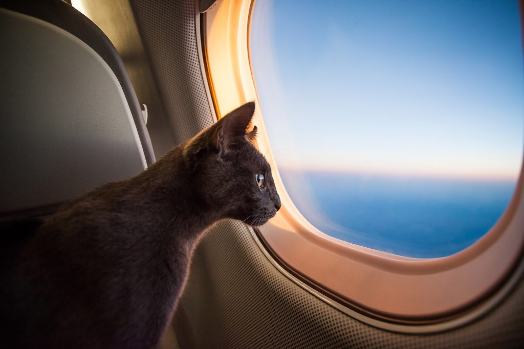 british airways travelling with a cat